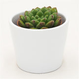 Echeveria Fantasia Carol - 5,5cm