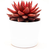 Echeveria agavoides Romeo Celestia - 8,5cm