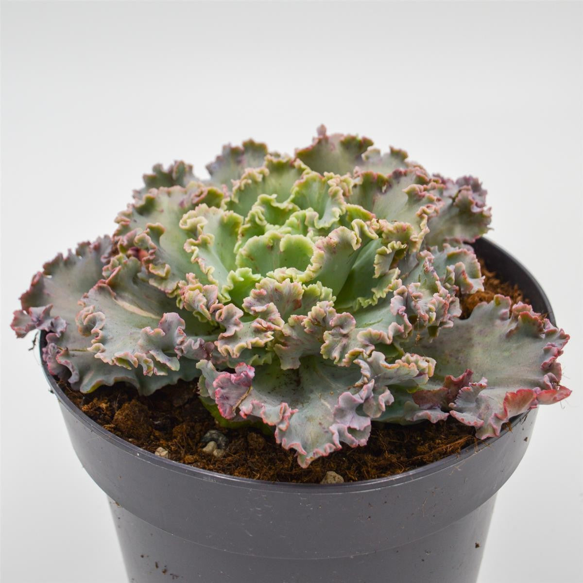 Echeveria Chantilly - 17cm