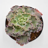 Echeveria Chantilly - 17cm