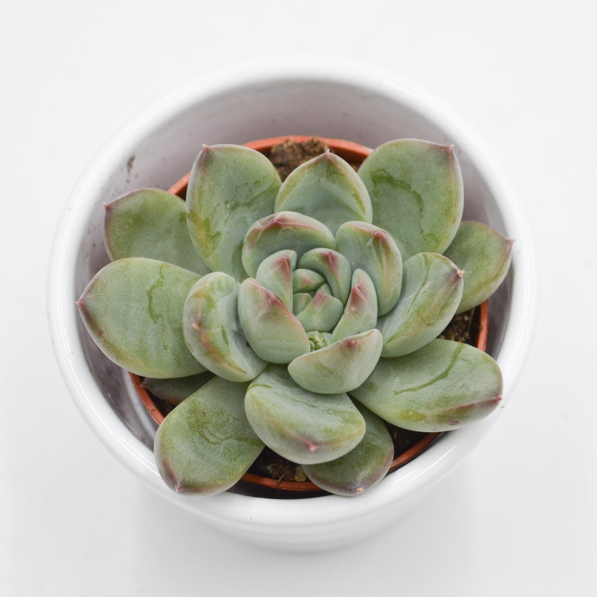 Echeveria colorata Hybrid - 5.5cm