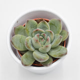 Echeveria colorata Hybrid - 5,5cm