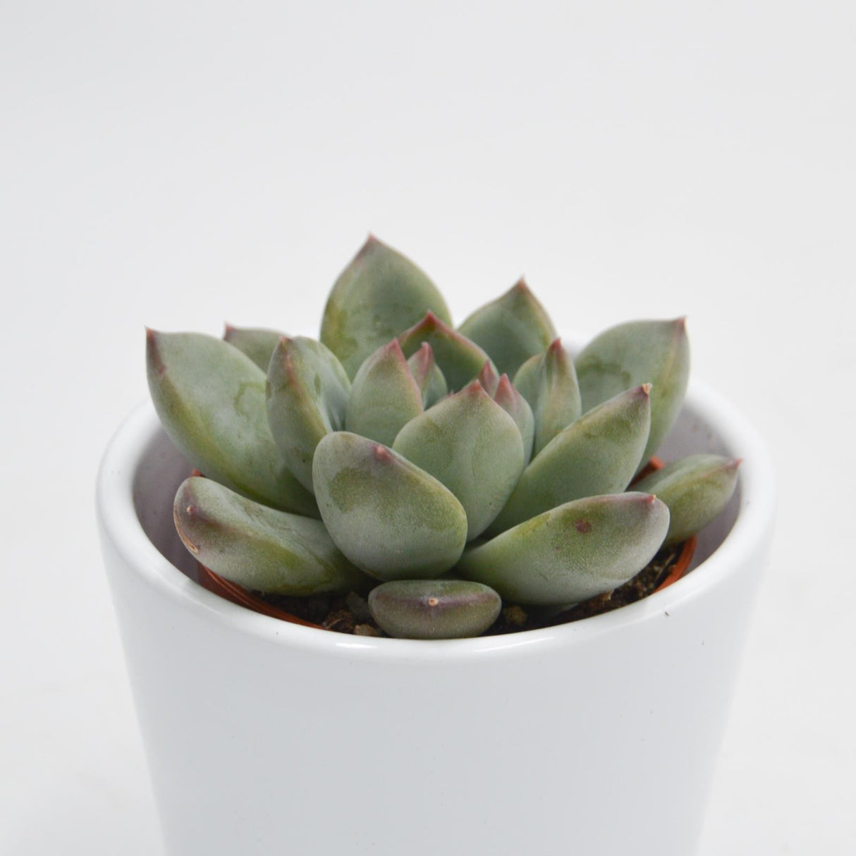 Echeveria colorata Hybrid - 5,5cm