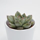 Echeveria colorata Hybrid - 5,5cm