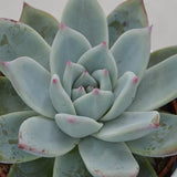 Echeveria colorata f. Tapalpa - 10,5cm