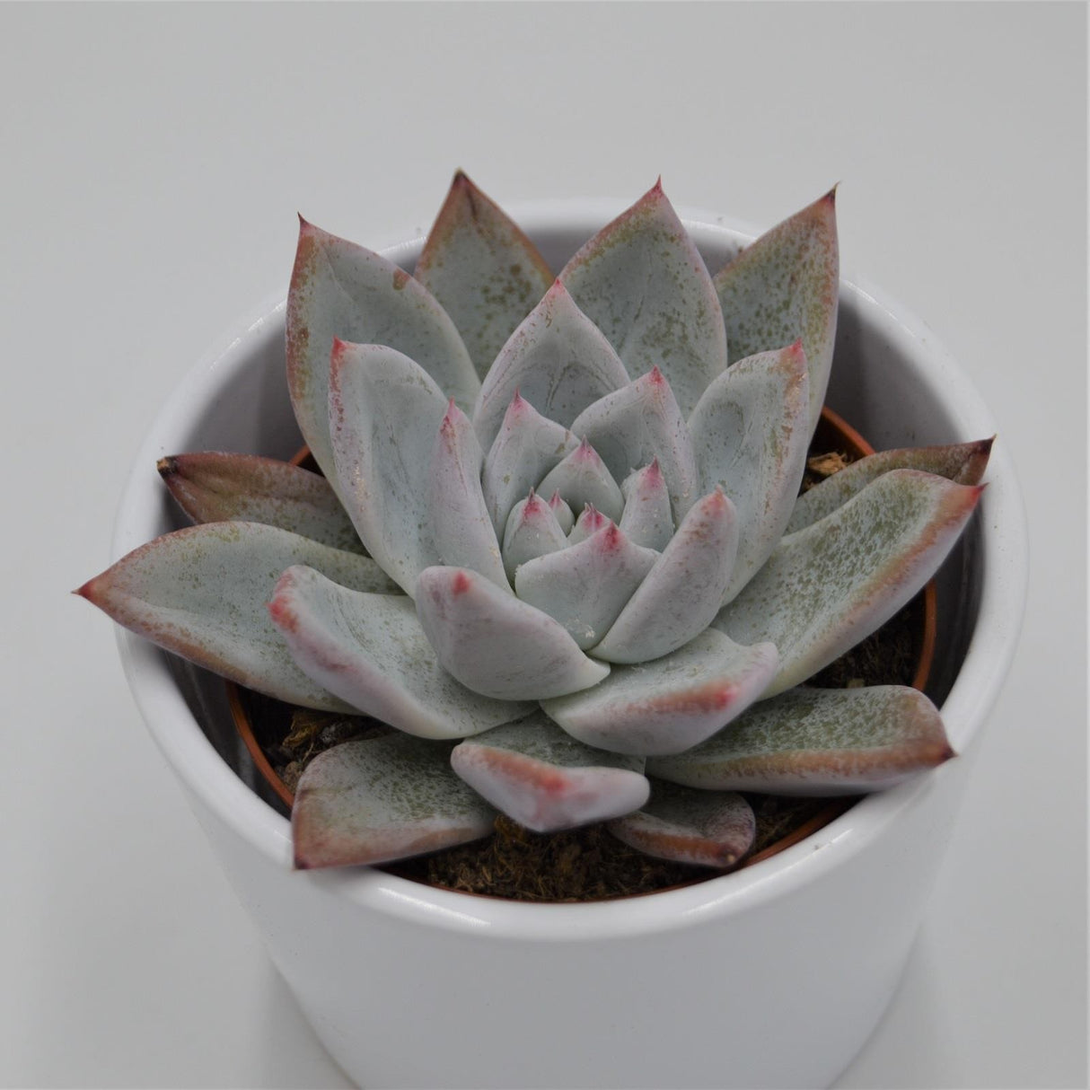 Echeveria colorata f. Tapalpa - 8.5cm