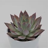 Echeveria colorata f. brandtii - 10.5cm