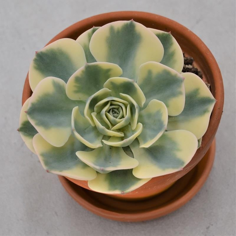 Echeveria Compton Carousel in terracotta pot - 13cm