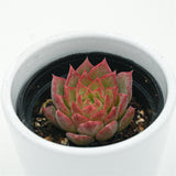 Echeveria Conch - 6cm