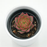 Echeveria Conch - 6cm