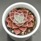 Echeveria Corsican Rose - 6cm