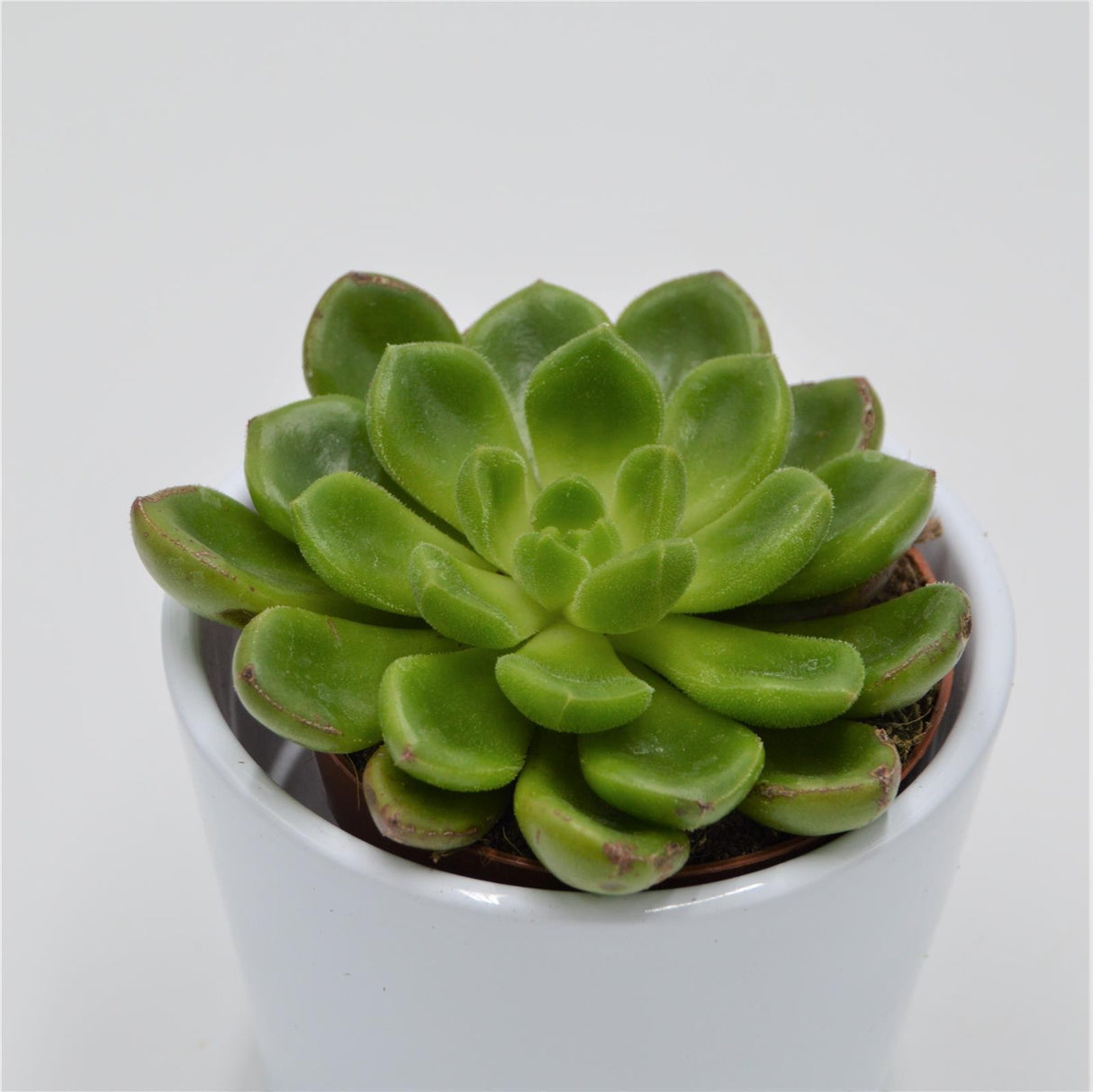 Echeveria x Cremnophila (Cremneria) Chubbs - 8,5cm