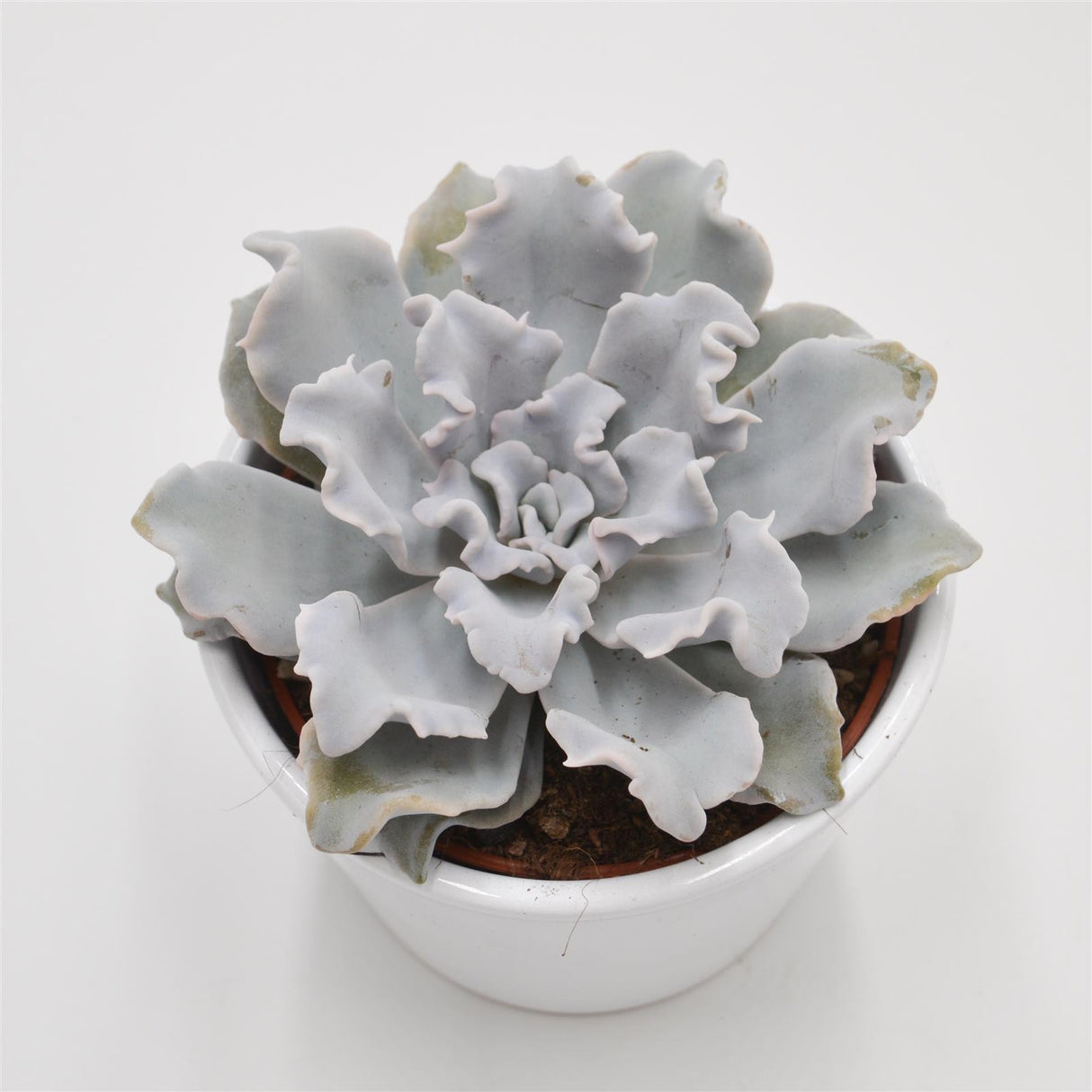 Echeveria Crispate Beauty - 10.5cm