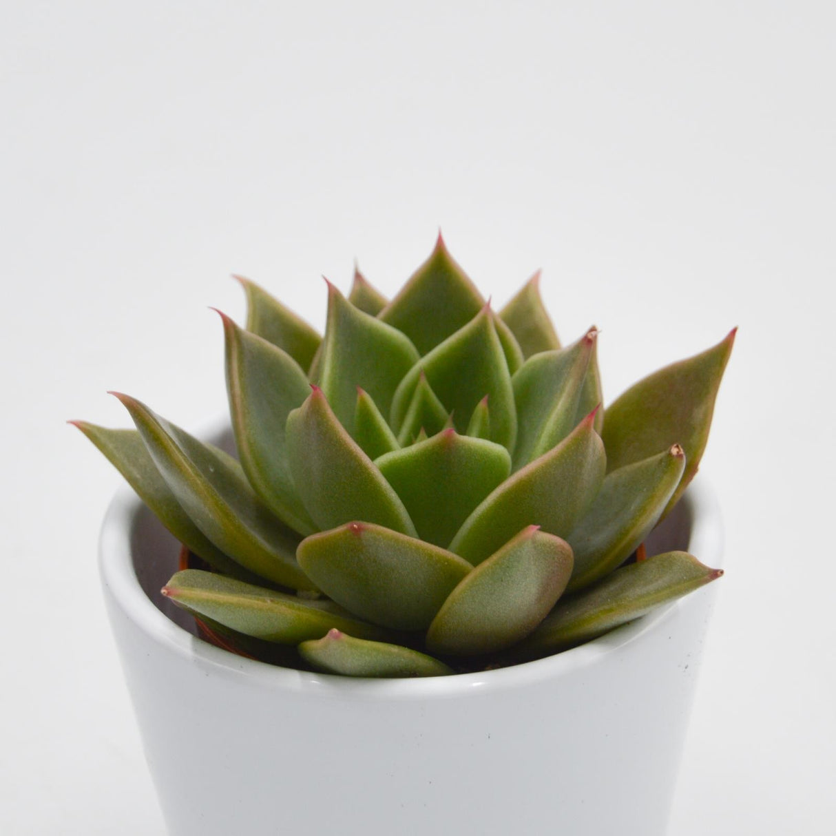 Echeveria Crystal Rose - 5.5cm