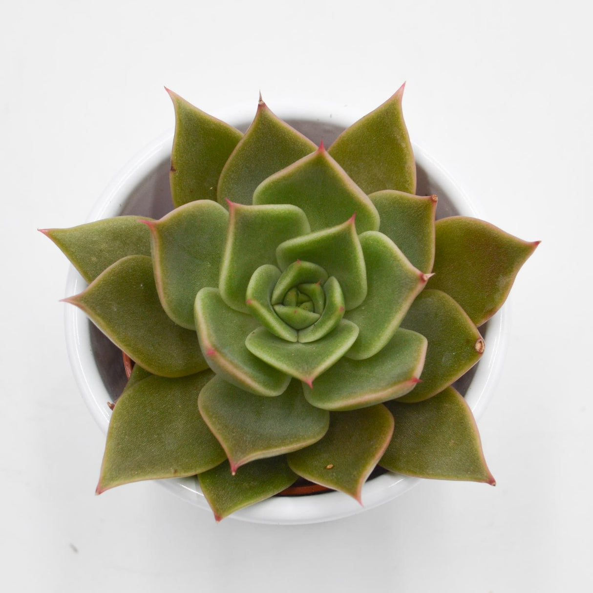 Echeveria Crystal Rose - 5,5cm