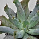 Echeveria Culibra - 13cm