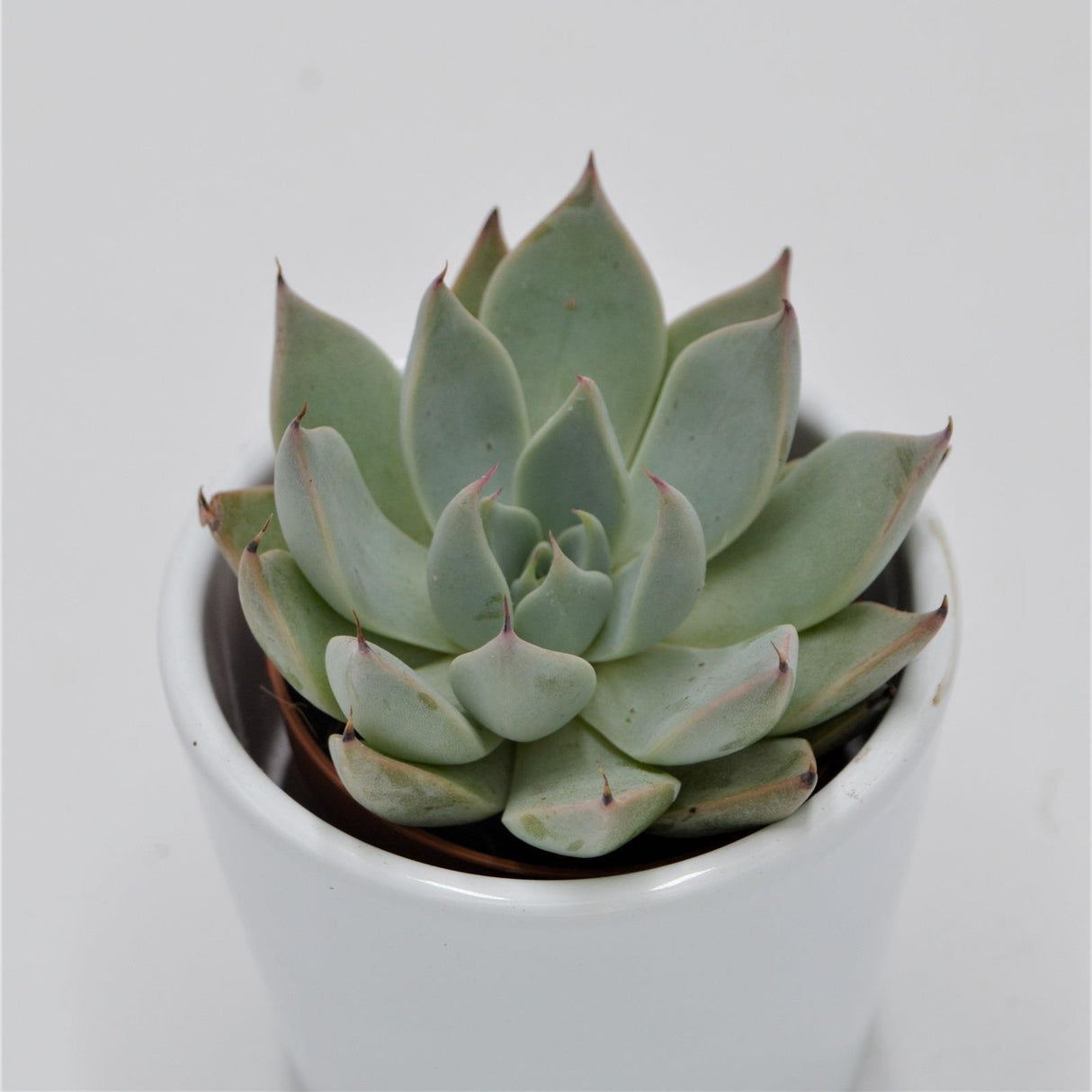Echeveria cuspidata, Menchaca - 5.5cm