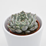 Echeveria cuspidata var. gemmula - 5,5cm