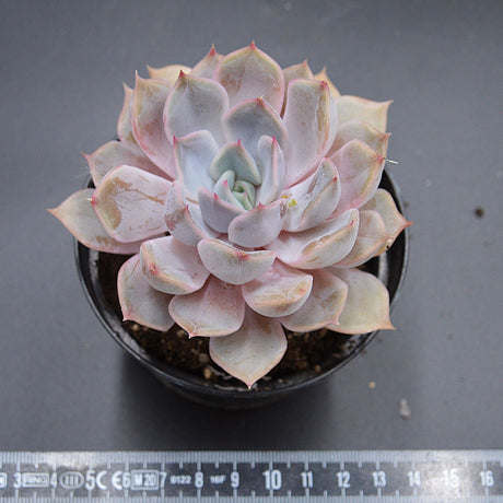 Echeveria Dark Ice
