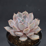 Echeveria Dark Ice