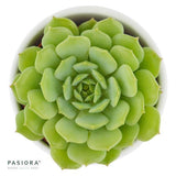 Enchanté Echeveria, 3 pieces