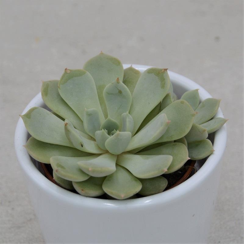 Echeveria globulosa sp. - 5.5cm
