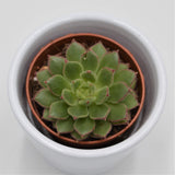 Echeveria derosa Herr Herrsblute - 5.5cm