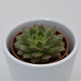 Echeveria derosa Herr Herrsblute - 5.5cm