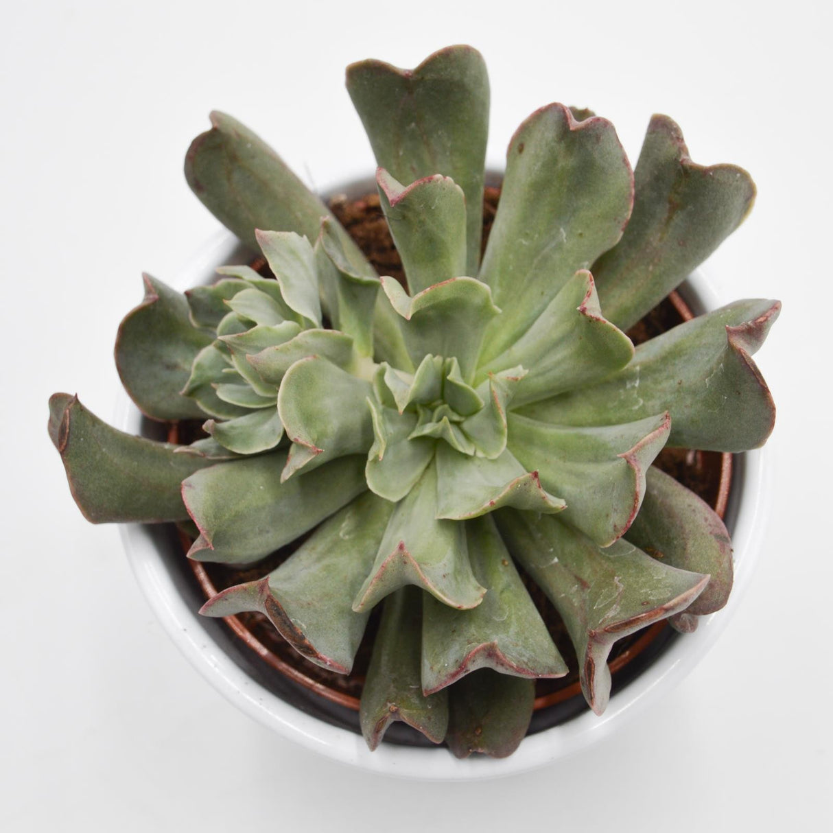 Echeveria Diablo Strength - 10.5cm