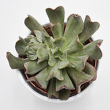 Echeveria Diablo Strength - 10,5cm