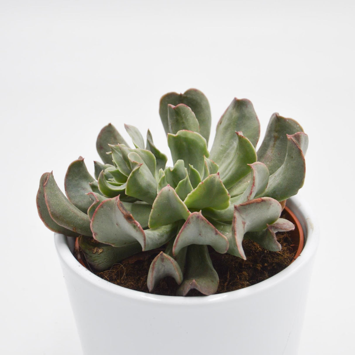 Echeveria Diablo Strength - 10.5cm