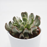 Echeveria Diablo Strength - 10.5cm