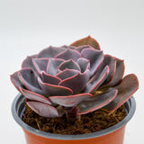 Echeveria Dusty Rose - 13cm