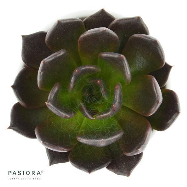 Enchanté Echeveria, 3 pieces