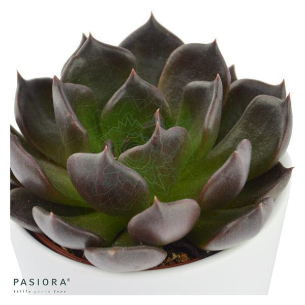 Echeveria Echoc - 6cm
