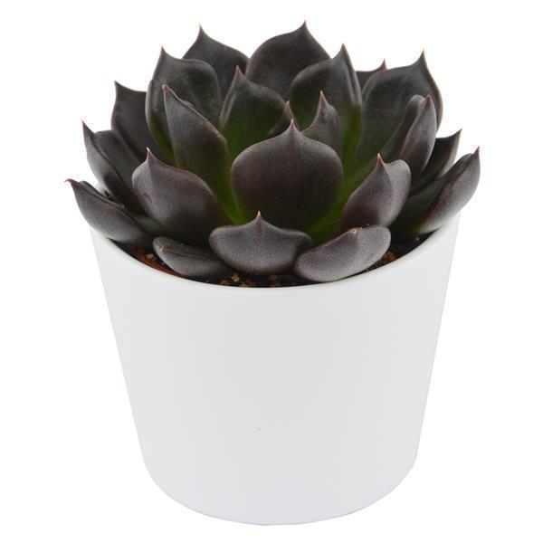 Enchanté Echeveria, 10 pieces