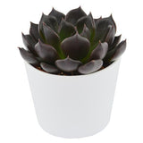 Enchanté Echeveria, 10 pieces