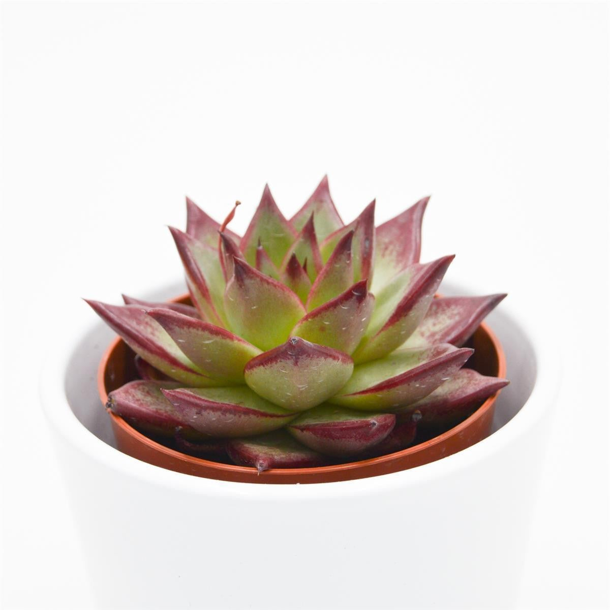 Echeveria Electra - 8.5cm