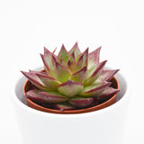 Echeveria Electra - 8.5cm