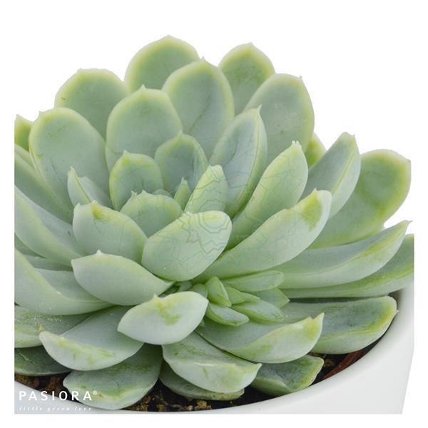 Echeveria elegans - 5.5cm