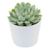 Echeveria elegans - 5,5cm