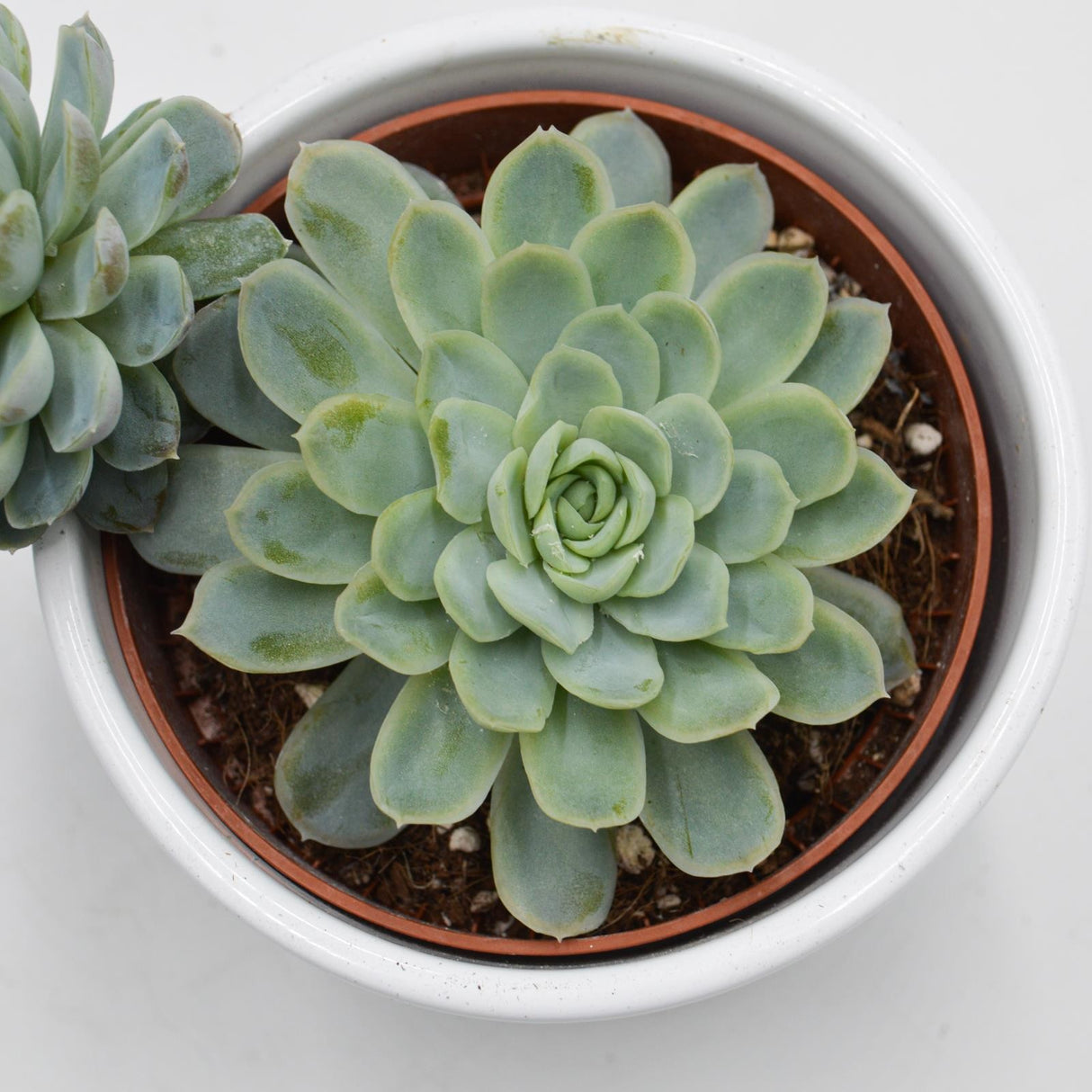 Echeveria elegans - 10.5cm