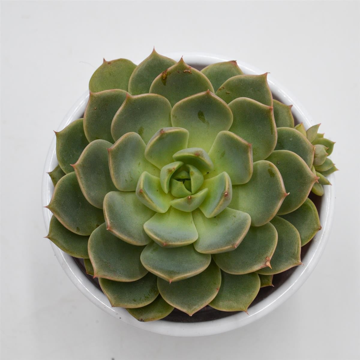 Echeveria Elfstone - 8.5cm