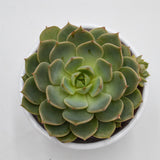 Echeveria Elfstone - 8.5cm