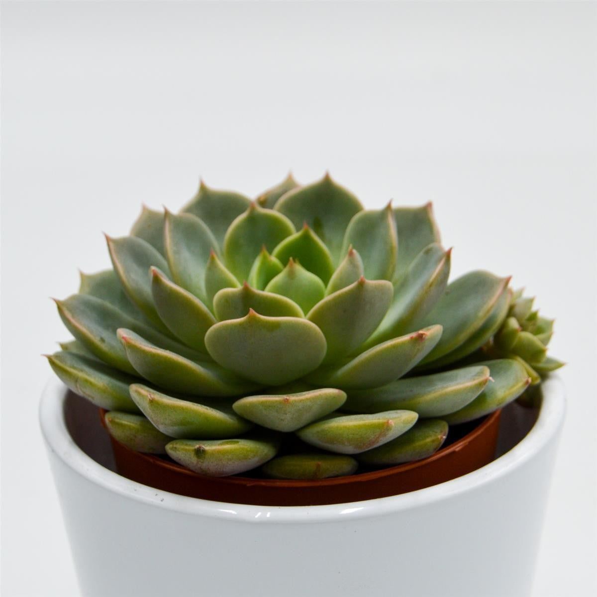 Echeveria Elfstone - 8.5cm