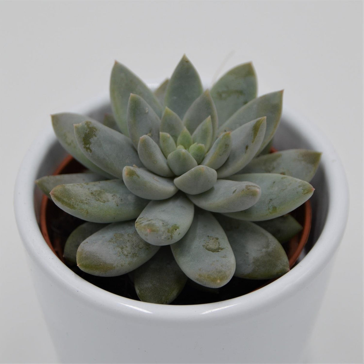 Echeveria Estrela - 6cm