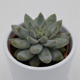 Echeveria Estrela - 6cm
