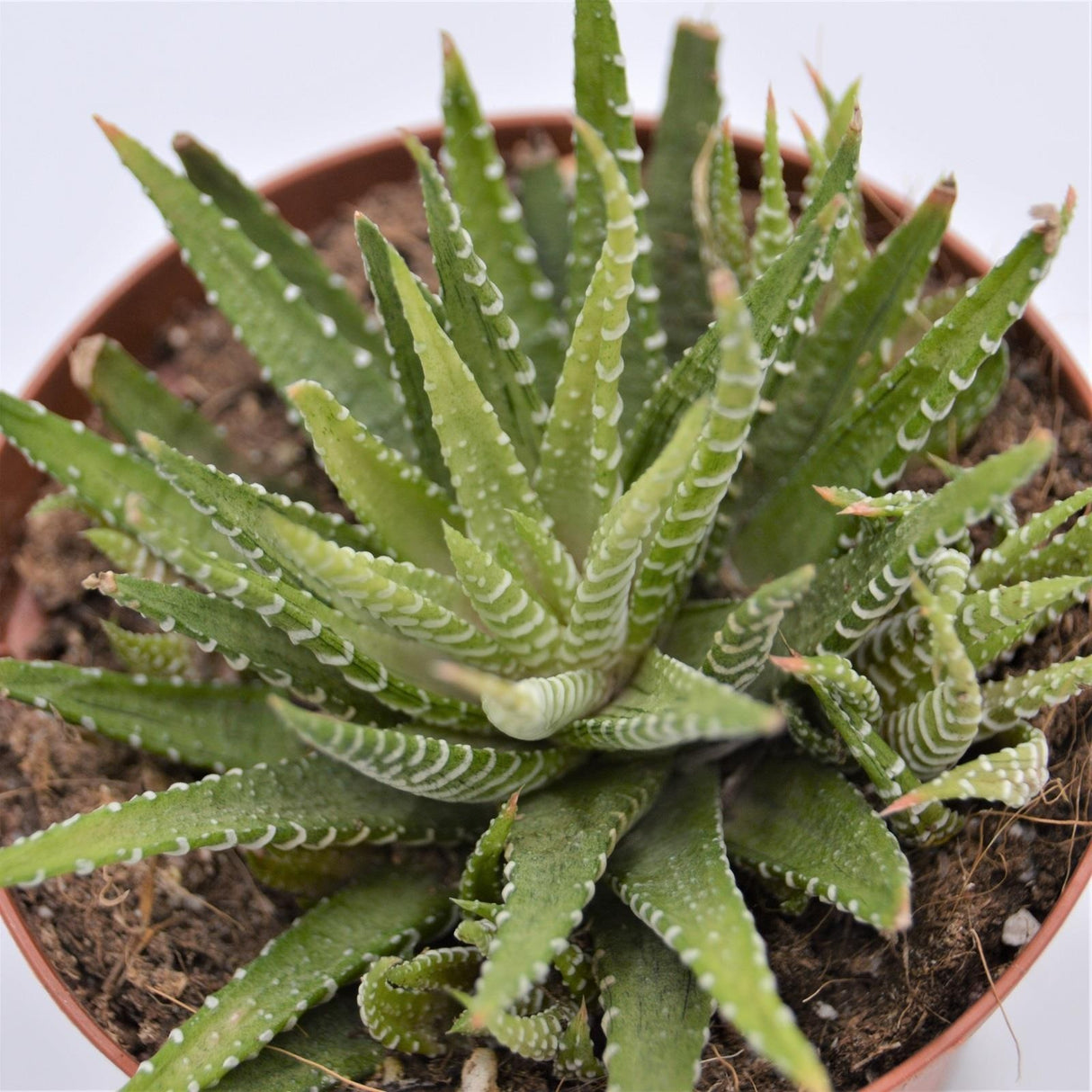 Haworthia fasciata Variegata - 10.5cm