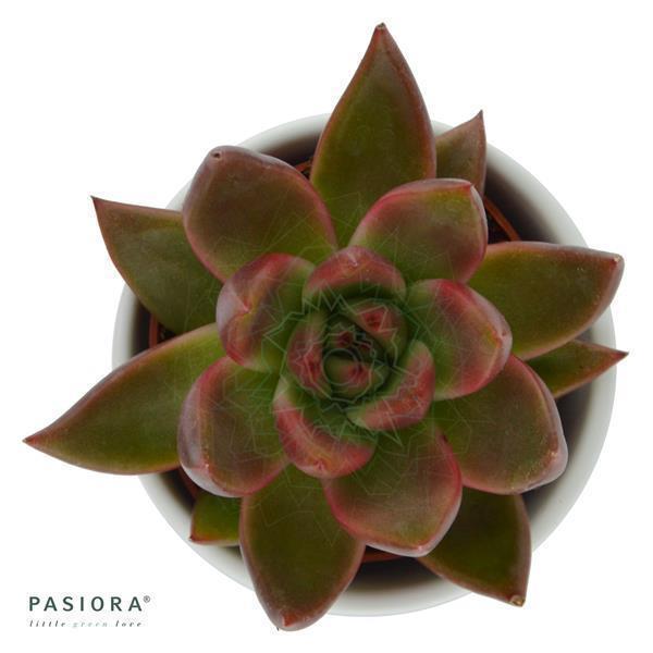 Enchanté Echeveria, 3 pieces