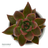 Enchanté Echeveria, 3 pieces